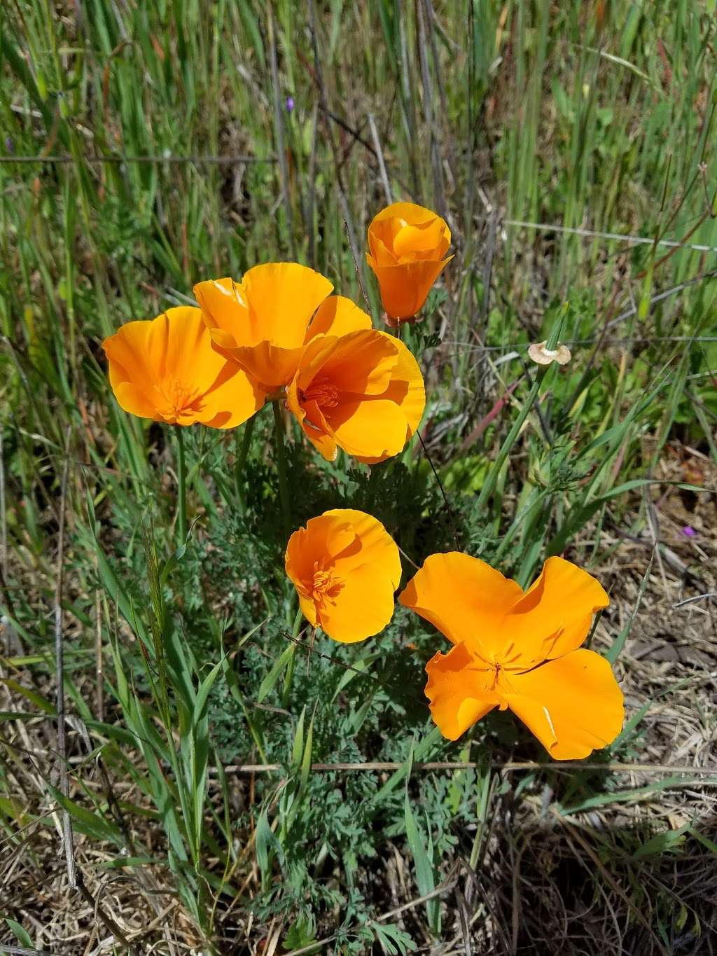 Helen Putnam Regional Park | 411 Chileno Valley Rd, Petaluma, CA 94952 | Phone: (707) 539-8092