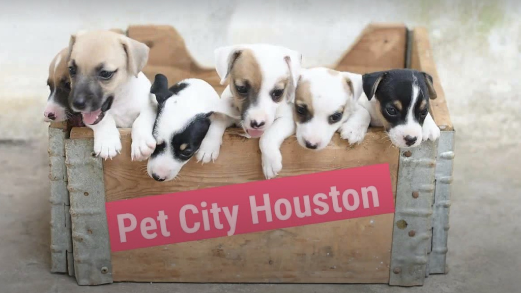 Pet City Houston | 230 Bammel Westfield Rd, Houston, TX 77090 | Phone: (281) 587-2336