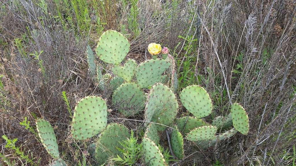 La Orilla Trailhead | 16398 El Camino Real, Rancho Santa Fe, CA 92091, USA