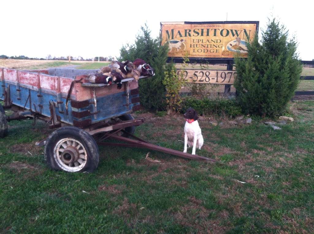 Marshtown Hunting Preserve | 362 Edgewater Farm Ln, Dover, DE 19901 | Phone: (302) 528-1203