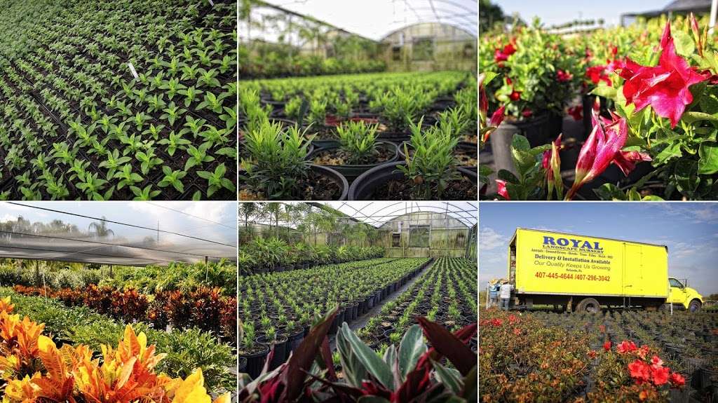 Royal Landscape Nursery | 2204 Hempel Ave, Gotha, FL 34734, USA | Phone: (407) 378-5126