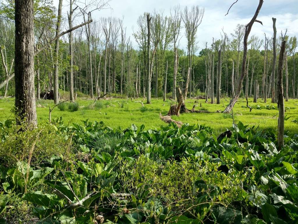 Roosevelt Woodland Trail | 1 N Valley Rd, Roosevelt, NJ 08555, USA