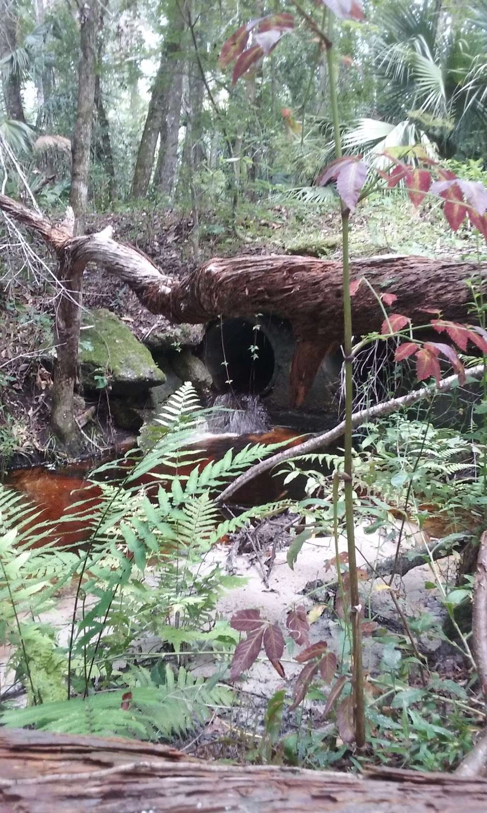 Deleon Springs Forestry Station | 5458 US-17, De Leon Springs, FL 32130, USA | Phone: (386) 985-7865 Deleon Springs Forestry Station | 5458 US-17, De Leon Springs, FL 32130, USA | Phone: (386) 985-7865