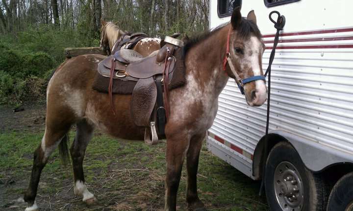 Hickory Hollow Horse Farm | 7418, 219 Crooked Creek Rd, Gettysburg, PA 17325, USA | Phone: (717) 253-6300