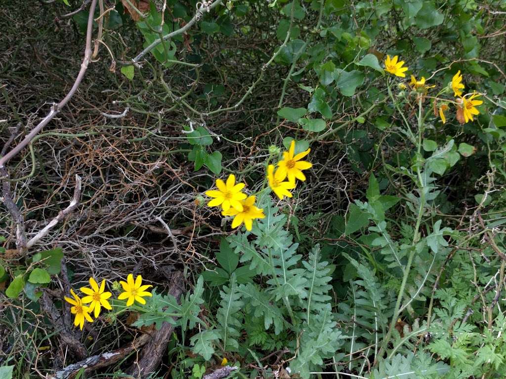 Galatyn Woodland Preserve | Central Trail, Richardson, TX 75080, USA