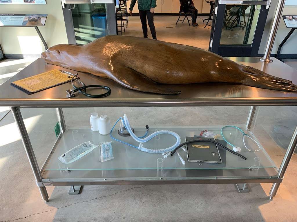 The Marine Mammal Center | 2000 Bunker Rd, Sausalito, CA 94965, USA | Phone: (415) 289-7325