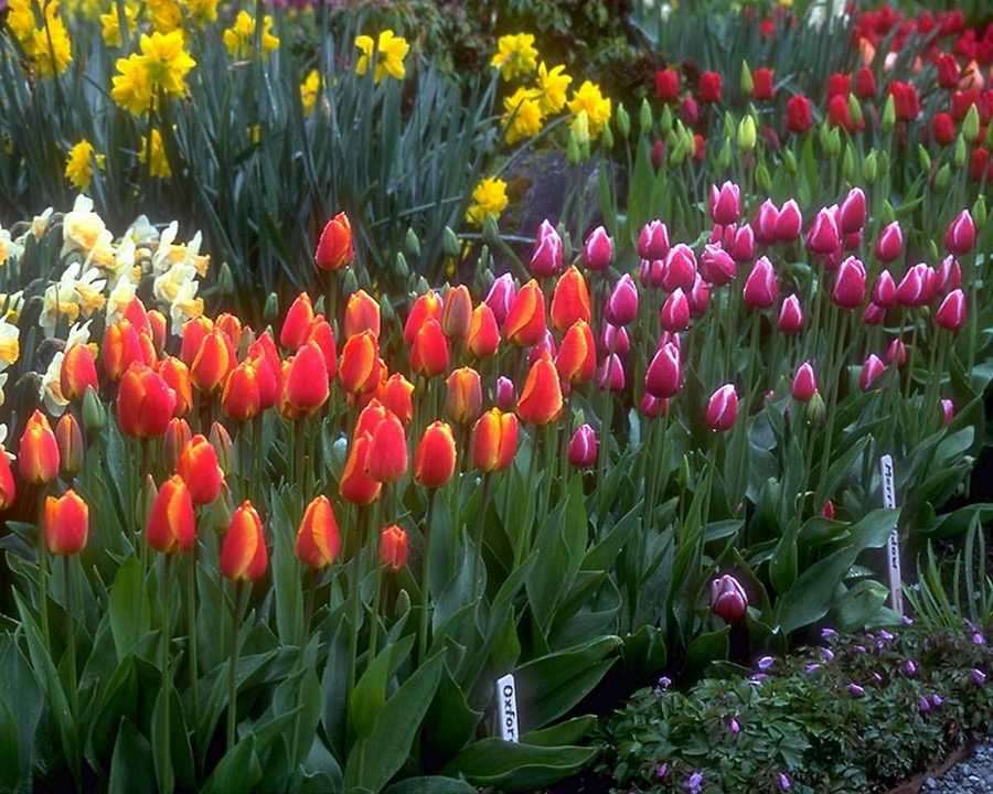 Flora & Gardens - florist  | Photo 1 of 1 | Address: Edgewater, NJ 07020, USA | Phone: (646) 761-0724