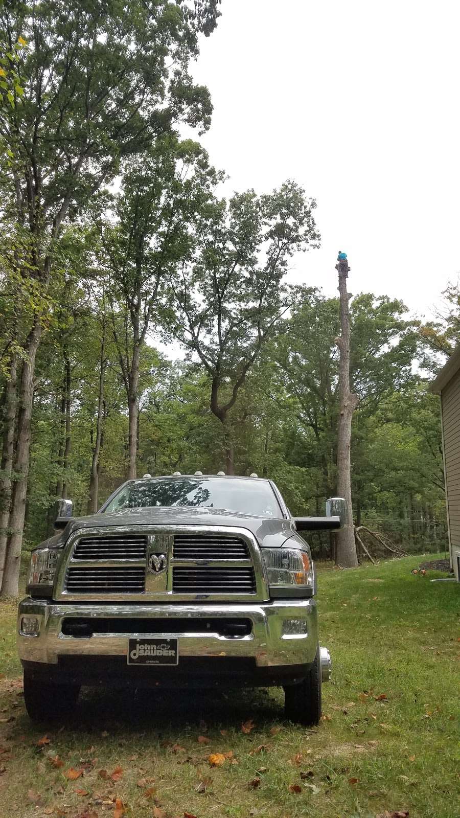 Mighty Log Tree Service, LLC | 102 Hardy Ln, Coatesville, PA 19320, USA | Phone: (484) 482-7208