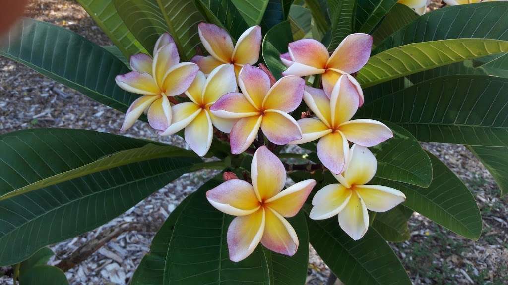 Plumeria Trail | 5776031900, Arcadia, CA 91007, USA