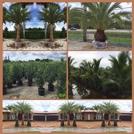 GRIFFIN ROAD NURSERY & LANDSCAPING, LLC. | 4501 SW 133rd Ave, Southwest Ranches, FL 33330 | Phone: (305) 725-0386