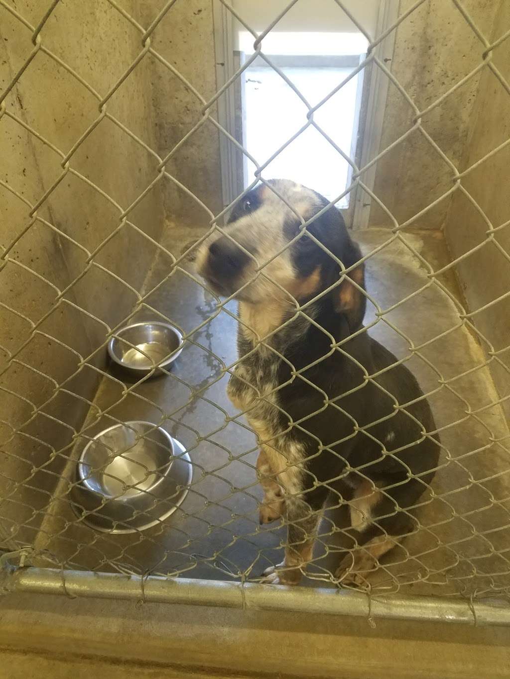 Old Drum & Friends Animal Shelter (Warrensburg Animal Shelter) | 35 SW 101 Rd, Warrensburg, MO 64093 | Phone: (660) 747-7156