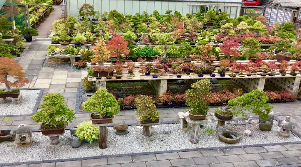 Herons Bonsai | Wire Mill Ln, Felbridge, Lingfield RH7 6HJ, UK | Phone: 01342 832657