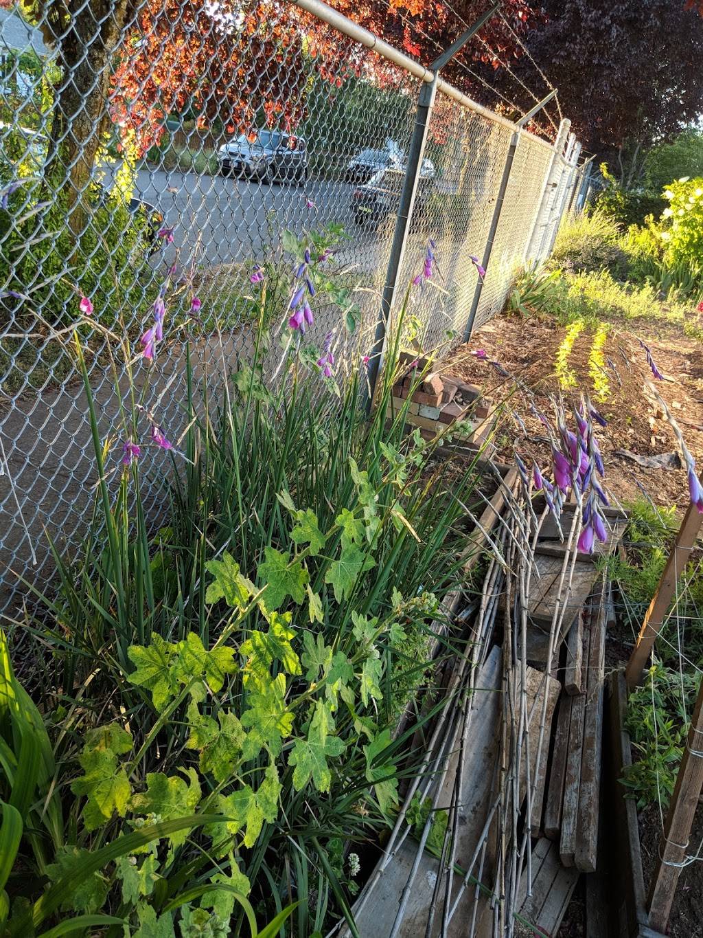 Brentwood Community Garden | 6866 SE 57th Ave, Portland, OR 97206, USA | Phone: (503) 823-1612