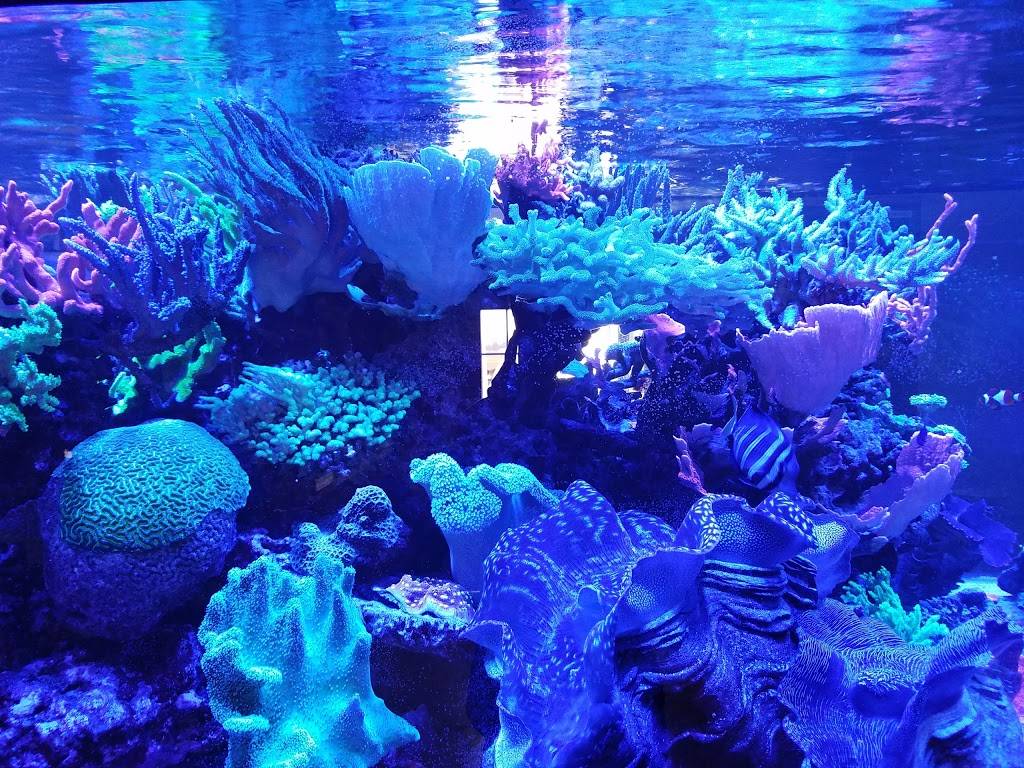 Reef Systems Coral Farm Inc | 8459 Peter Hoover Rd, New Albany, OH 43054, USA | Phone: (614) 933-8779