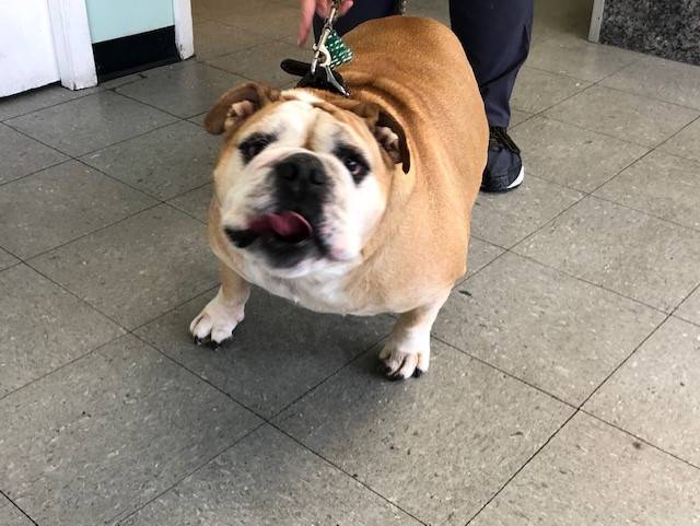 Owings Mills Veterinary Center | 9623 Reisterstown Rd Ste. A, Owings Mills, MD 21117, USA | Phone: (410) 363-0393