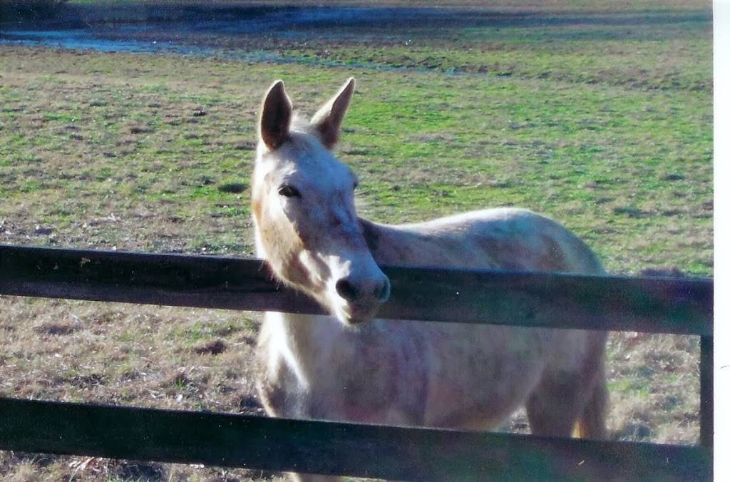 Salem Equine Clinic | 3026 S Main St, Winston-Salem, NC 27127, USA | Phone: (336) 788-7970