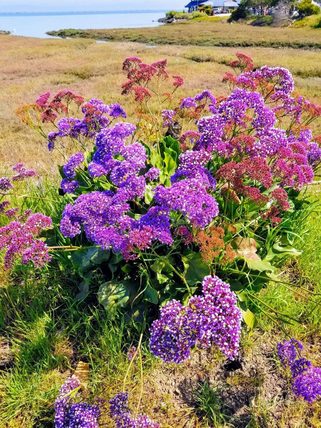 City of Burlingame Shorebird Sanctuary | Between 1404 and 1500, Old Bayshore Hwy, Burlingame, CA 94010, USA