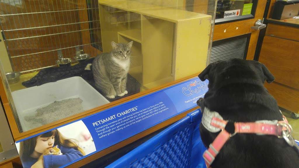 PetSmart | 1207 Washington St, Hanover, MA 02339, USA | Phone: (781) 826-8174