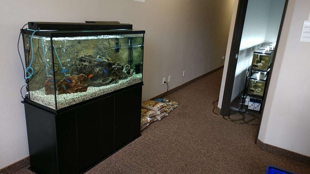 African Cichlid Exchange | 6030, Suite C, San Diego, CA 92124, USA | Phone: (609) 290-0810