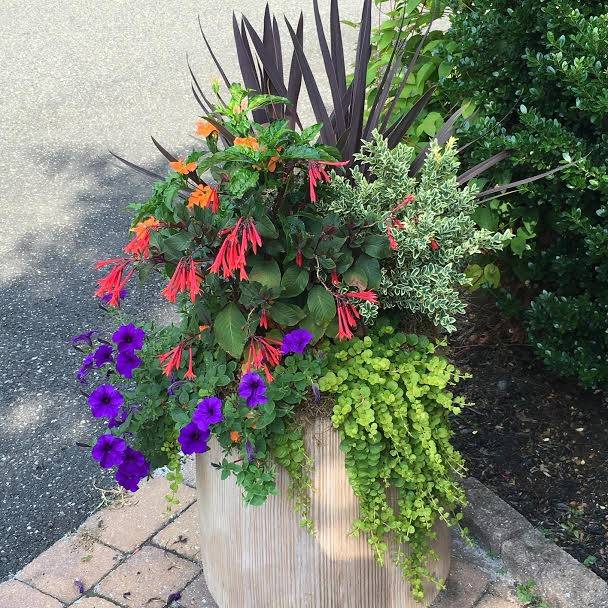 Floral & Hardy of Skippack | 4007 Skippack Pike, Skippack, PA 19474, USA | Phone: (610) 584-0797