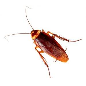 Maximum Pest Control | 3116 E Enid Ave, Mesa, AZ 85204, USA | Phone: (480) 433-6091