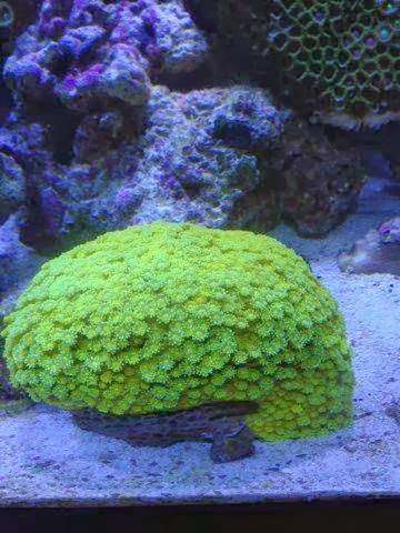 Exotic Reefs | 2706 Snowbell Pl, New Smyrna Beach, FL 32168, USA | Phone: (954) 445-0553