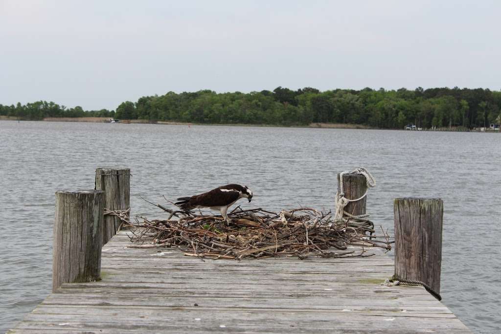 Chesapeake City Water Tours | 108 Bohemia Ave, Chesapeake City, MD 21915 | Phone: (443) 566-3386