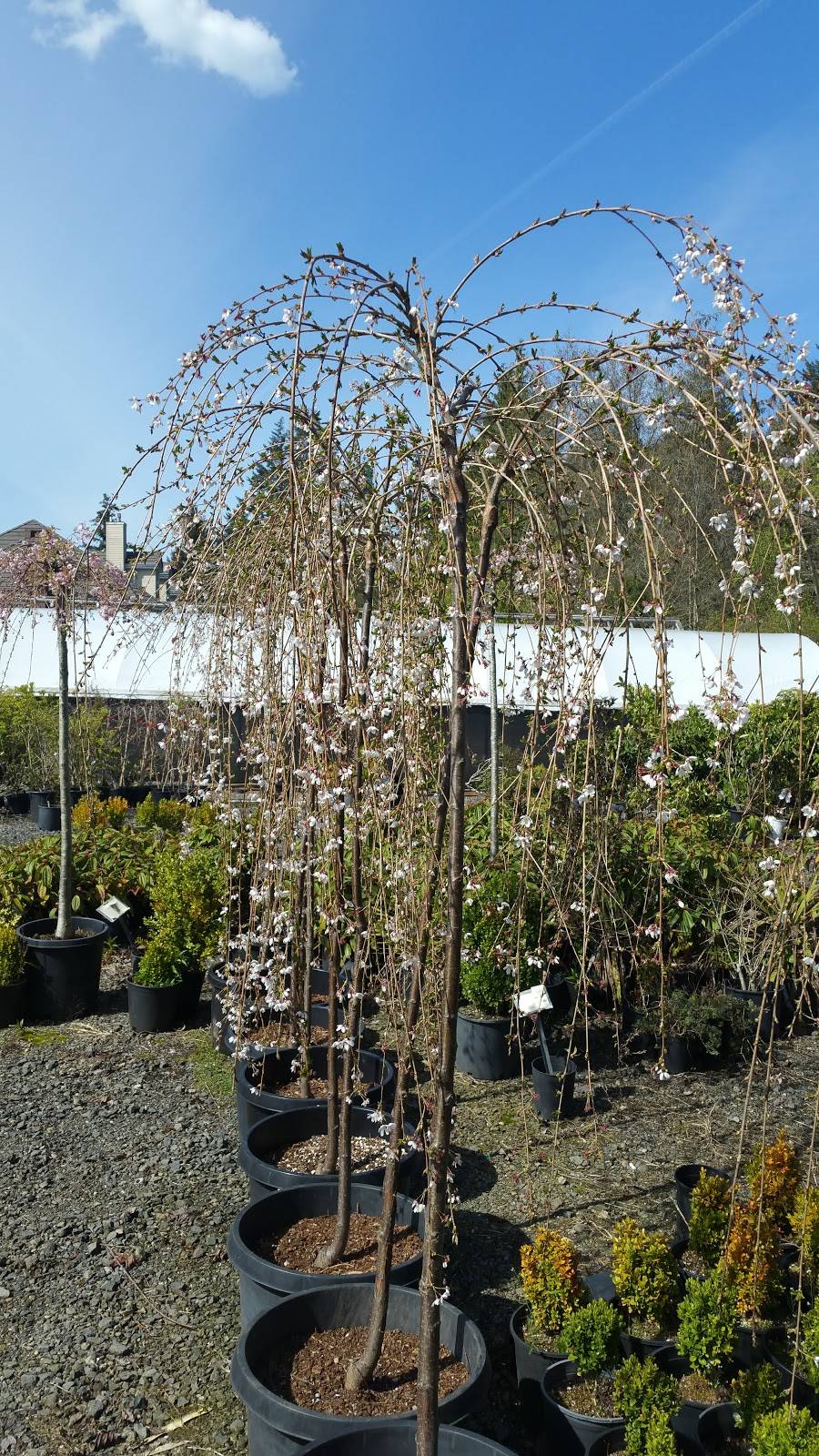 Happy Valley Nursery | 10800 SE 129th Ave, Happy Valley, OR 97086, USA | Phone: (503) 698-6012