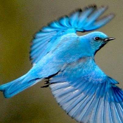 Blue Bird Real Estate 32311 Rogers Rd Fulshear Tx 77441 Usa