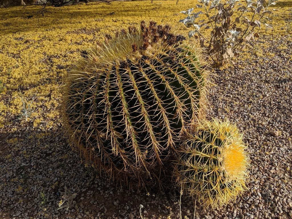 Riparian Preserve at Water Ranch | 2757 E Guadalupe Rd, Gilbert, AZ 85234, USA | Phone: (480) 503-6200