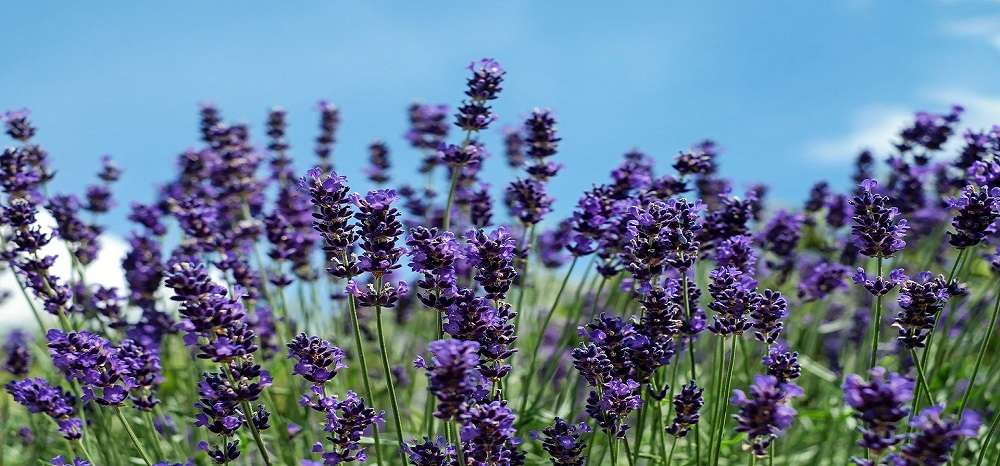 Lavender Wraps | 825 Scenic Ave, Santa Rosa, CA 95407, USA | Phone: (707) 583-1892