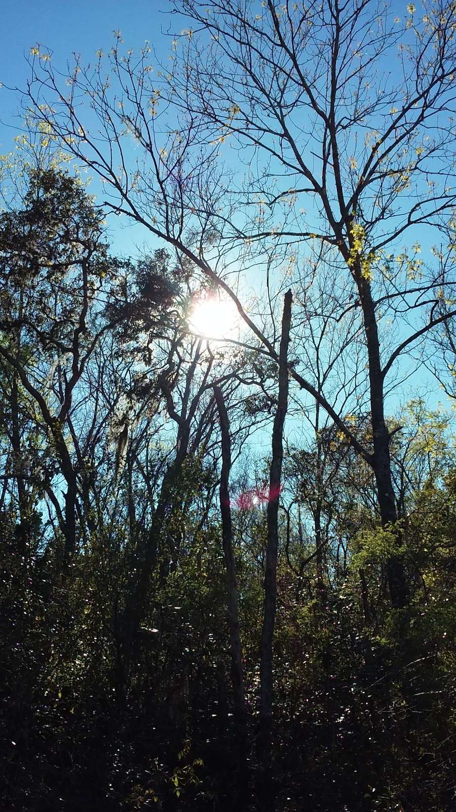 Green Mountain Trails | Mt Dora, FL 32757, USA