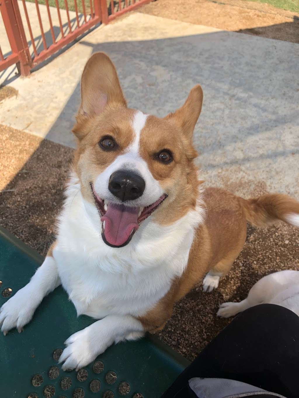 Happy Paws Fit & Sit | 6922 Elusive Pass, San Antonio, TX 78233, USA | Phone: (210) 560-3461