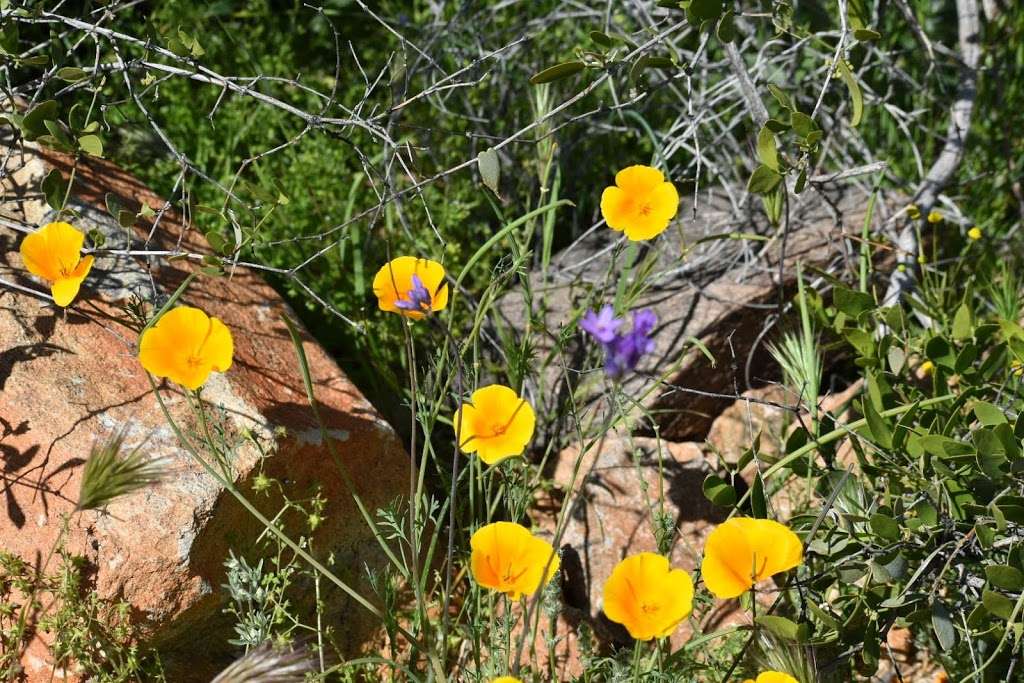 McDowell Sonoran Preserve | 18333 N Thompson Peak Pkwy, Scottsdale, AZ 85260, USA | Phone: (480) 998-7971
