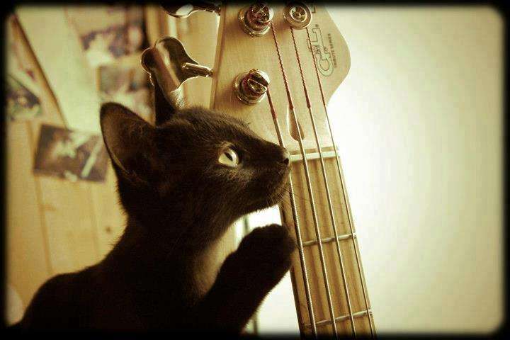 Bass Guitar Instruction Studio | 1747 8th St Dr NE a, Hickory, NC 28601, USA | Phone: (336) 314-1576