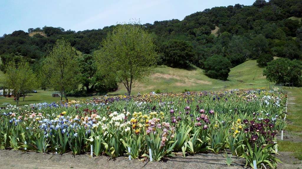 Napa Country Iris Gardens | 9087 Steele Canyon Rd #9634, Napa, CA 94558, USA | Phone: (707) 255-7880