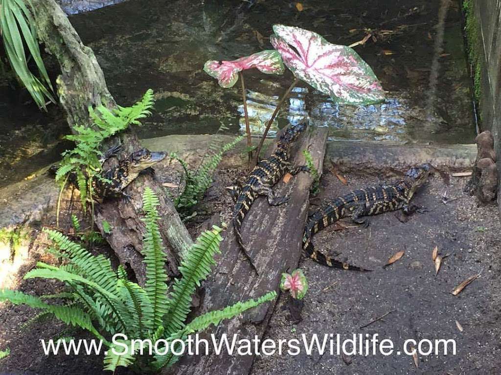 Smooth Waters Wildlife Park | 4500 Reed St, De Leon Springs, FL 32130, USA | Phone: (407) 967-3768