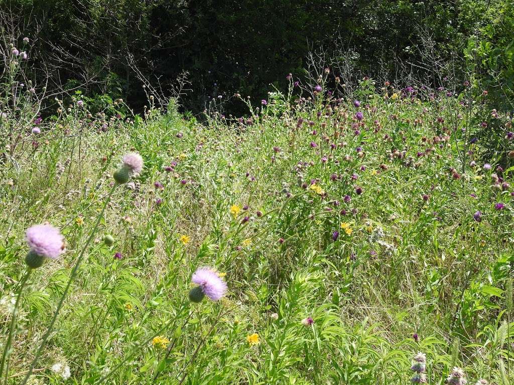 Native Prairie and Woodland | Mesquite, TX 75150, USA