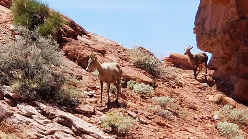 Valle de fuego | Mouses Tank Rd, Overton, NV 89040, USA