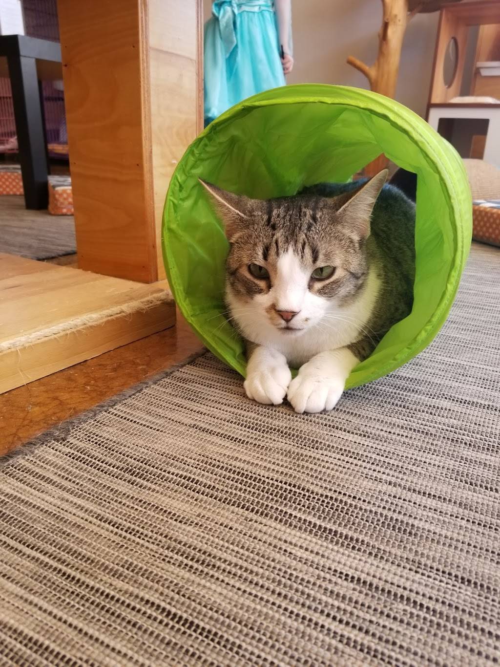 Mauhaus Cat Cafe | 3101 Sutton Blvd, Maplewood, MO 63143 | Phone: (314) 384-2287