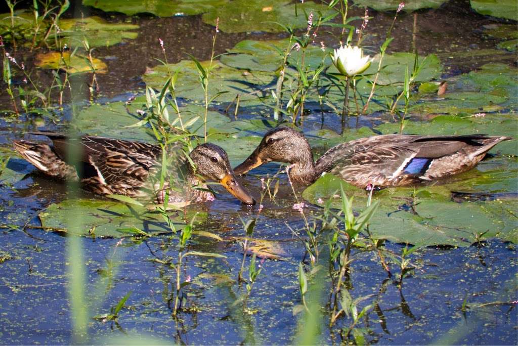 Mass Audubons Daniel Webster Wildlife Sanctuary | Winslow Cemetery Rd, Marshfield, MA 02050, USA | Phone: (781) 837-9400