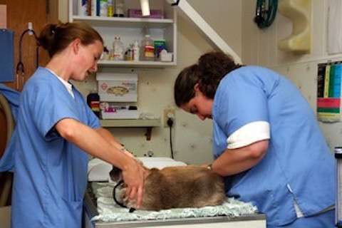 Stafford Veterinary Hospital | 211 N Main St, Manahawkin, NJ 08050, USA | Phone: (609) 296-7571