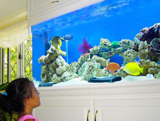 Aquatic Creations | 12729 1/2 foothill blvd, Sylmar, CA 91342, USA | Phone: (818) 370-9778