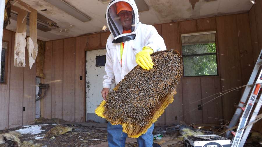 Florida Bee Removal | 10867 Country Haven Dr, Lakeland, FL 33809, USA | Phone: (813) 381-2337