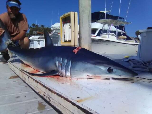 World Class Shark Fishing | 2580 Ingraham St, San Diego, CA 92109 | Phone: (858) 775-7812