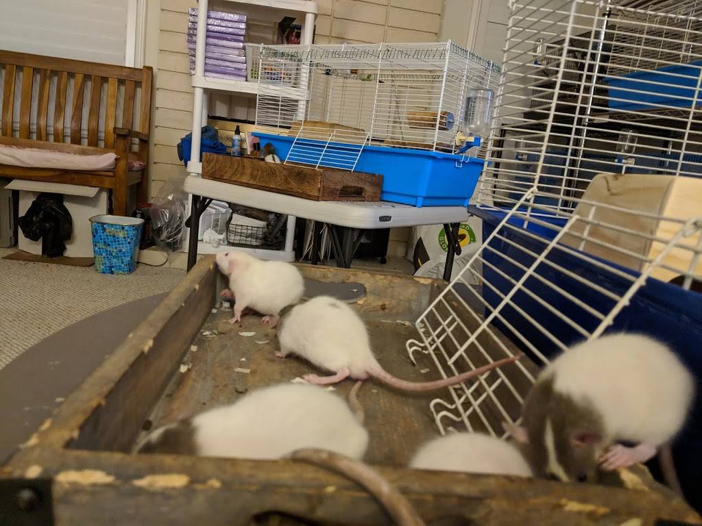 OC Dumbos Rat Breeder and Adoption | 207 Lindo Ct, Kissimmee, FL 34743, United States | Phone: (949) 232-9407