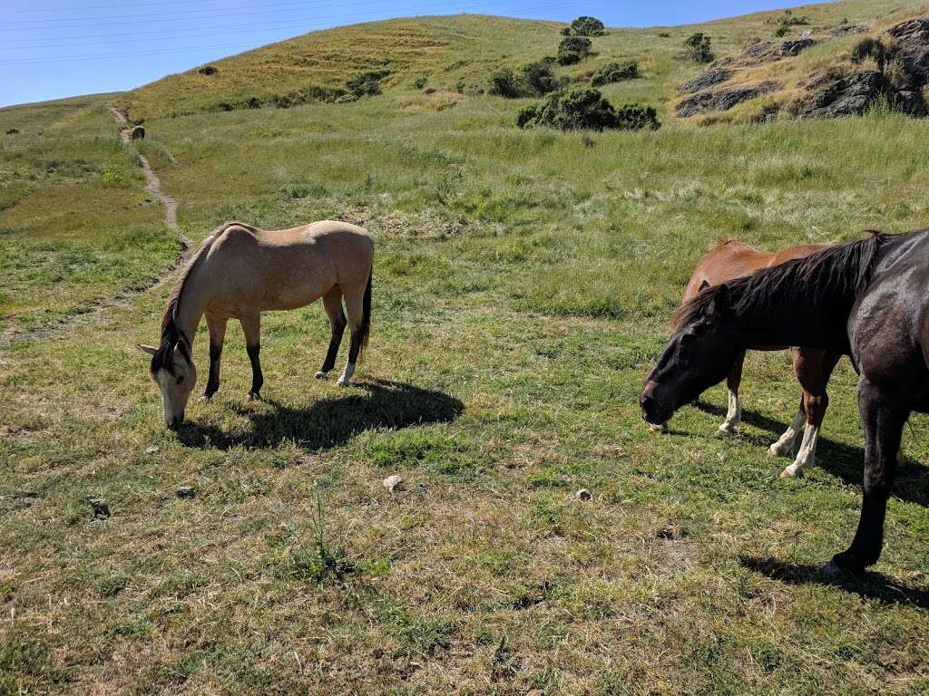 Tiburon Ridge Open Space Preserve | Corte Madera, CA 94925, USA