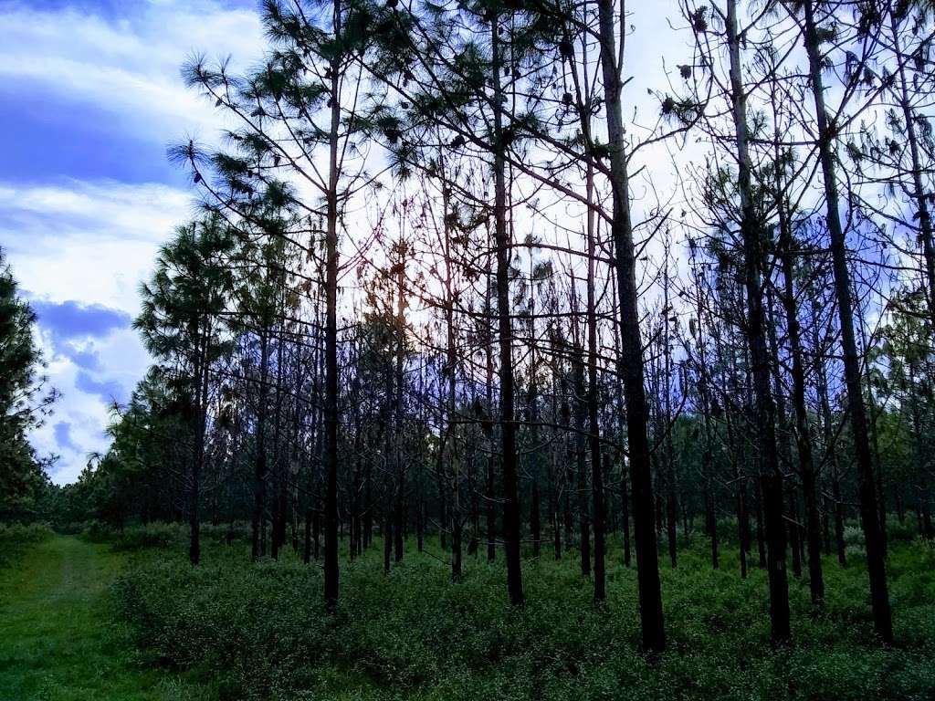 Cross Florida Greenway | Marshall Swamp,, Ocala, FL 34472, USA