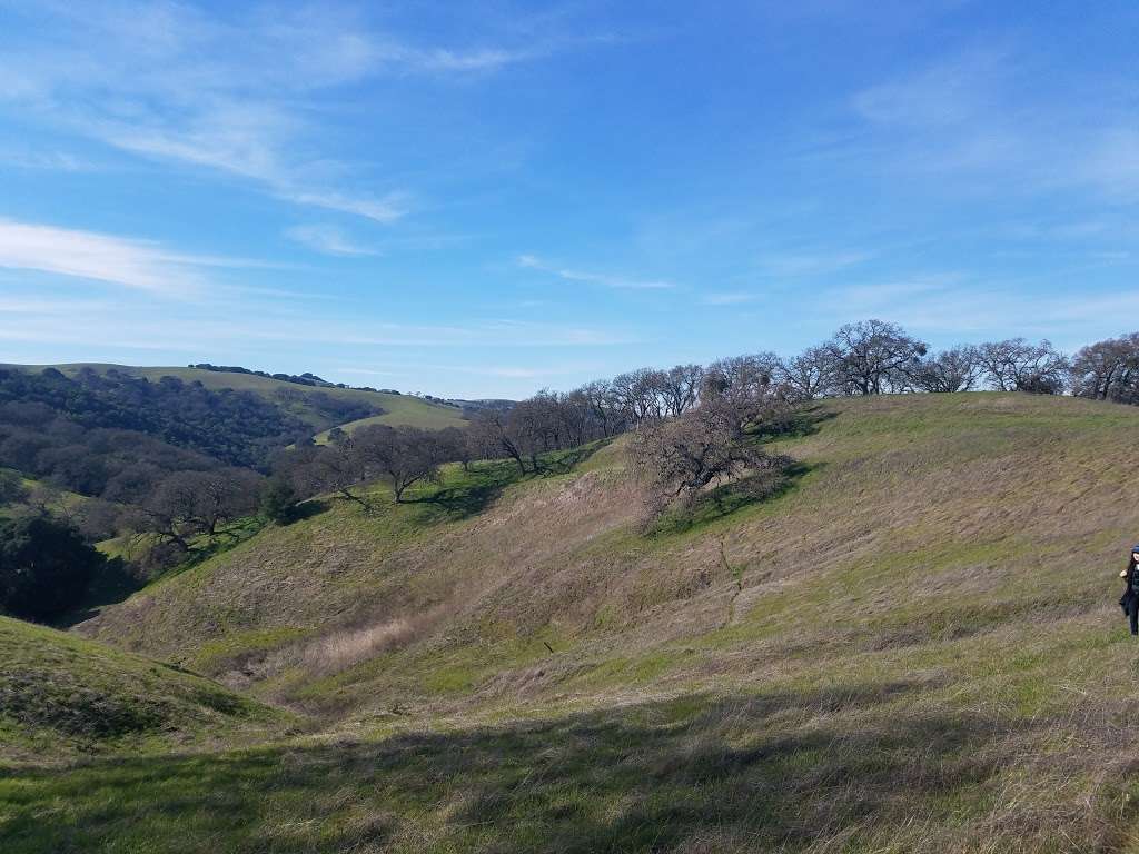 Ten Trees, Old Valley Oak | Martinez, CA 94553, USA