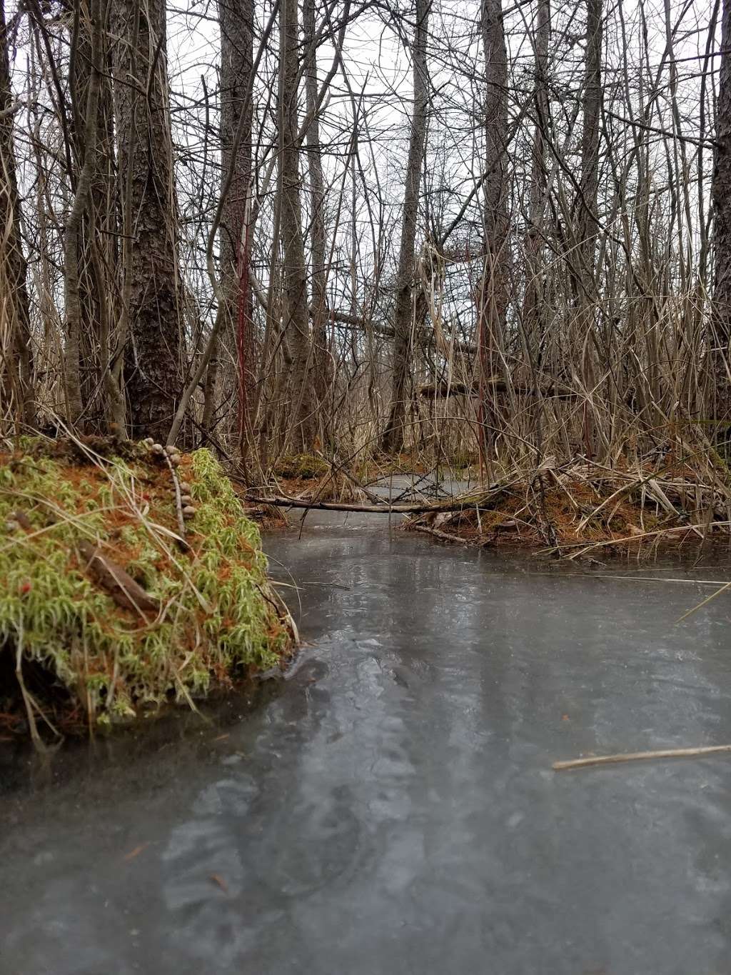 Jefferson Tamarack Swamp State Natural Area | 101 S Webster St, Madison, WI 53703, USA | Phone: (608) 266-0394